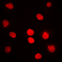 3 - Anti-DBF4 Antibody AP51156