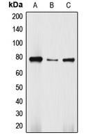 1 - Anti-DBF4 Antibody AP51156
