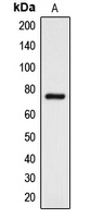 1 - Anti-DCLK3 Antibody AP51157