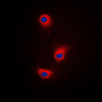 3 - Anti-TRP2 Antibody AP51159