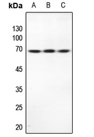 1 - Anti-TRP2 Antibody AP51159