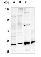 1 - Anti-Dynactin p50 Antibody AP51160