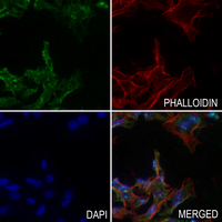 3 - Anti-Defensin alpha 1 Antibody AP51161