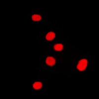 3 - Anti-DLX5 Antibody AP51165