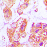 19 - Anti-DNAJB11 Antibody AP51166
