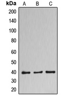 1 - Anti-DNAJB11 Antibody AP51166