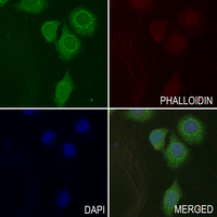 3 - Anti-DNAL1 Antibody AP51167