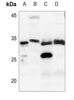 1 - Anti-DNAL1 Antibody AP51167