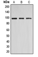 1 - Anti-DNMT3B Antibody AP51168