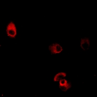 3 - Anti-Dopamine Receptor D4 Antibody AP51169