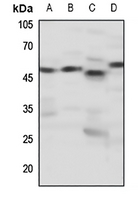 1 - Anti-Dopamine Receptor D4 Antibody AP51169