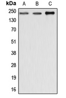 1 - Anti-Dysferlin Antibody AP51171