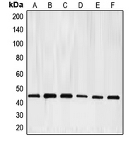 1 - Anti-E2F4 Antibody AP51173