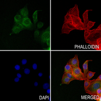 3 - Anti-PECI Antibody AP51175