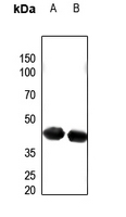 1 - Anti-PECI Antibody AP51175