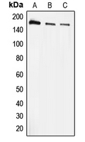 1 - Anti-EEA1 Antibody AP51177