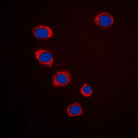 3 - Anti-Ephrin A3 Antibody AP51179
