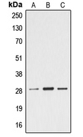 1 - Anti-Ephrin A4 Antibody AP51180