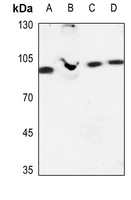 1 - Anti-EHHADH Antibody AP51182