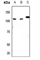 1 - Anti-EIF4G2 Antibody AP51184