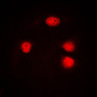 3 - Anti-ELF5 Antibody AP51186
