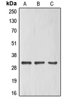 1 - Anti-ELF5 Antibody AP51186
