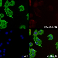 3 - Anti-ELMO1 Antibody AP51187