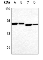 1 - Anti-ELMO1 Antibody AP51187