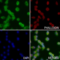 3 - Anti-p300 Antibody AP51188