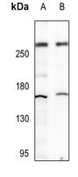 1 - Anti-p300 Antibody AP51188