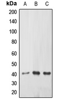 1 - Anti-ABHD9 Antibody AP51190