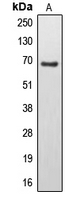 1 - Anti-EPS8L3 Antibody AP51191