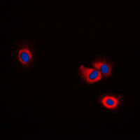 3 - Anti-ERAP1 Antibody AP51192