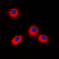 3 - Anti-ERAS Antibody AP51193