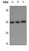 1 - Anti-ERAS Antibody AP51193