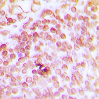 19 - Anti-ERCC1 Antibody AP51194