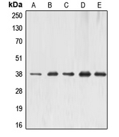 1 - Anti-ERCC1 Antibody AP51194
