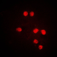 3 - Anti-TEL Antibody AP51198