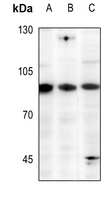 1 - Anti-EWS Antibody AP51199