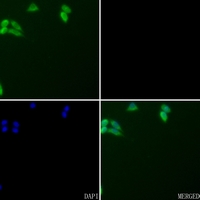 3 - Anti-CD178 Antibody AP51204