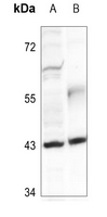 1 - Anti-FOP Antibody AP51207