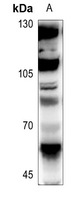 1 - Anti-FLI1 Antibody AP51209