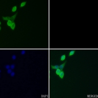 3 - Anti-FRA2 Antibody AP51210