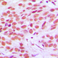 19 - Anti-FRA2 Antibody AP51210