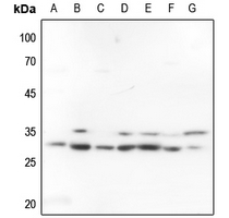 1 - Anti-FRA2 Antibody AP51210