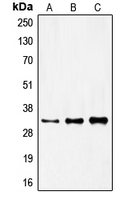 1 - Anti-FOXR1 Antibody AP51211
