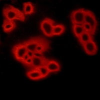 3 - Anti-FPR1 Antibody AP51212
