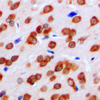 19 - Anti-FPR1 Antibody AP51212