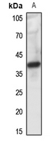 1 - Anti-FPR1 Antibody AP51212