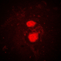 3 - Anti-FRK Antibody AP51213
